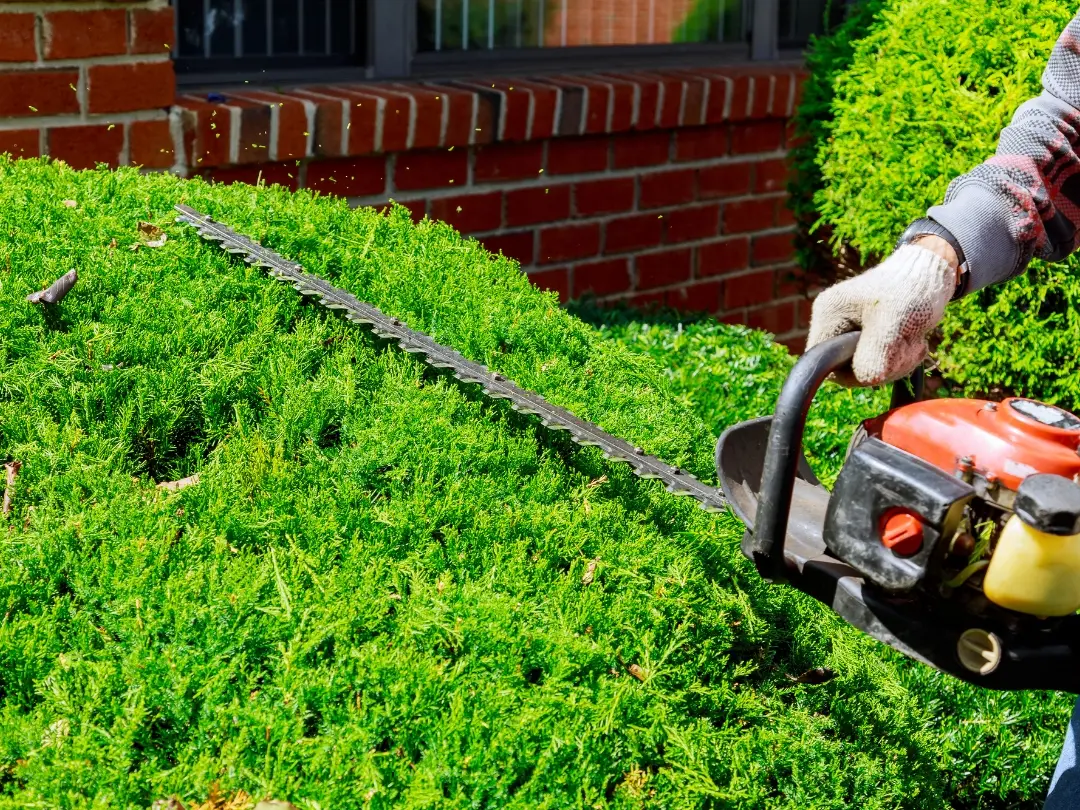 hedge-trimming-garden-maintenance-closeup