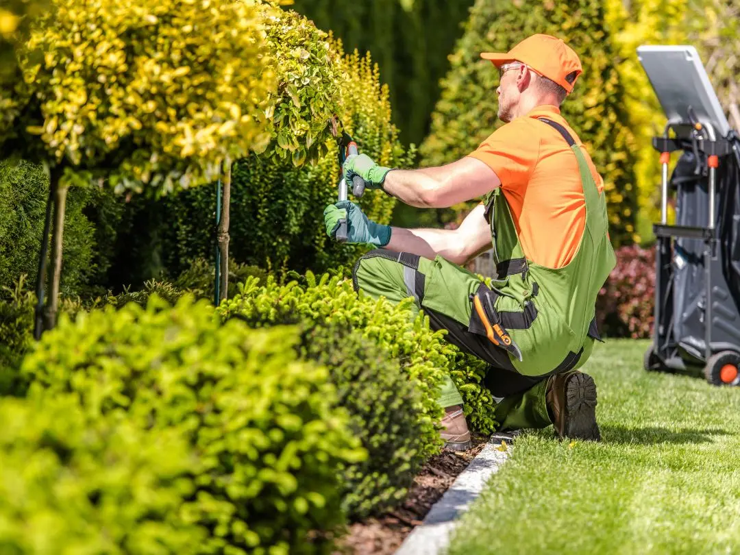 professional-gardener-trimming-hedges