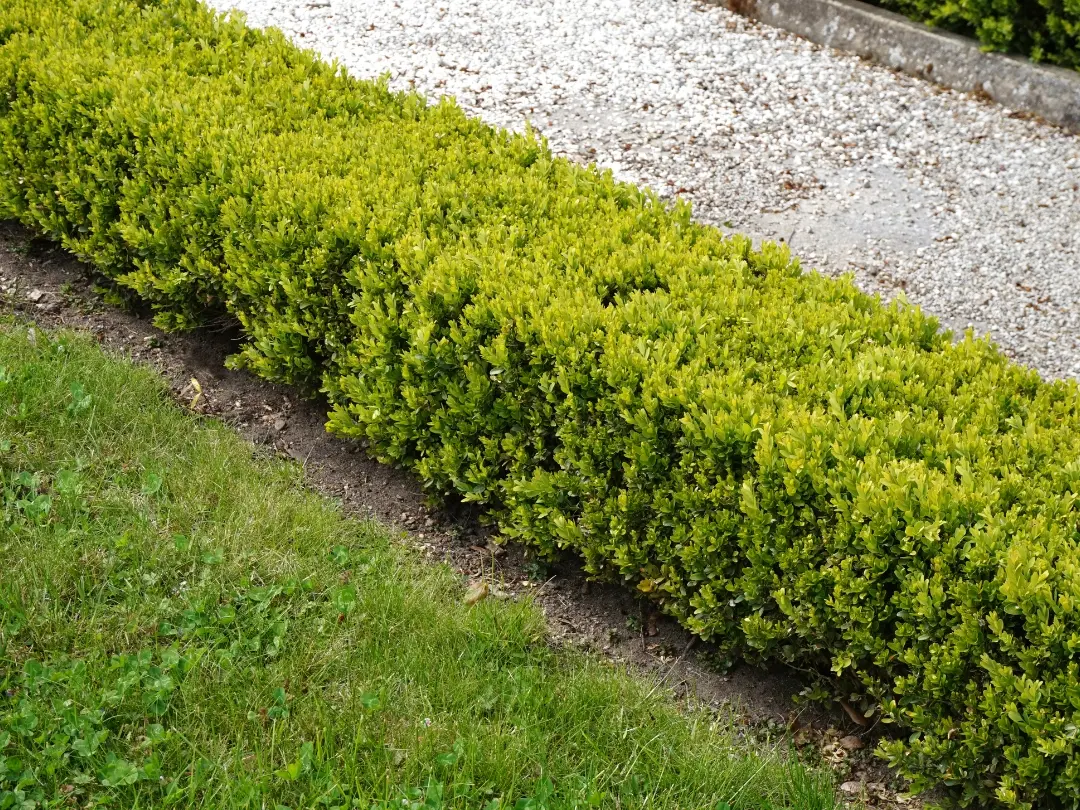 professional-lawn-edging-service