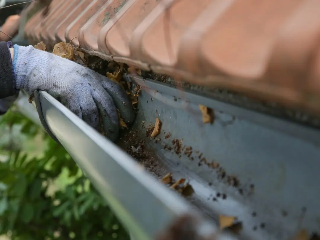 Close up of a blocked gutter full of leaves and debris being cleared out